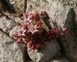 Attēlu rezultāti vaicājumam “Sedum hispanicum”