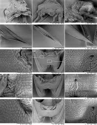 Attēlu rezultāti vaicājumam “Alloeotomus sp.”