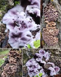 Attēlu rezultāti vaicājumam “Chondrostereum purpureum”