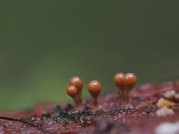 Attēlu rezultāti vaicājumam “Hemitrichia decipiens young”