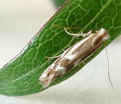 Attēlu rezultāti vaicājumam “Bucculatricidae”