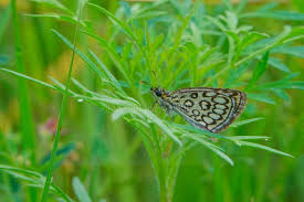 Attēlu rezultāti vaicājumam “Heteropterus morpheus”