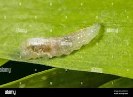 Attēlu rezultāti vaicājumam “Syrphus sp. larva”