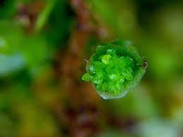 Attēlu rezultāti vaicājumam “Tetraphis pellucida”