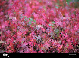 Attēlu rezultāti vaicājumam “Geranium sanguineum”