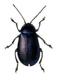 Attēlu rezultāti vaicājumam “Agelastica alni”