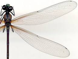 Attēlu rezultāti vaicājumam “Calopterygidae”