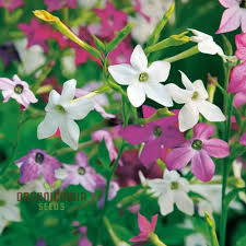 Image result for Nicotiana x sanderae `Perfume`F1