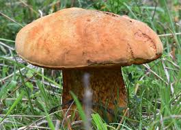 Attēlu rezultāti vaicājumam “Boletus luridus”