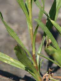 Attēlu rezultāti vaicājumam “Oligonema favogineum young”