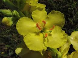 Image result for Verbascum phlomoides