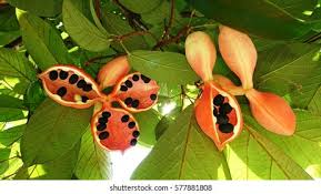 Attēlu rezultāti vaicājumam “Pedicularis palustris fruit”