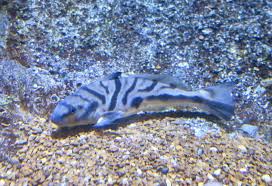 Image result for Menticirrhus saxatilis