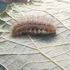 Attēlu rezultāti vaicājumam “Spilosoma lutea larva”