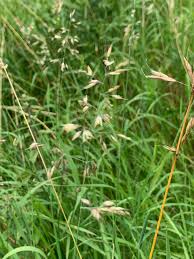 Attēlu rezultāti vaicājumam “Holcus mollis”