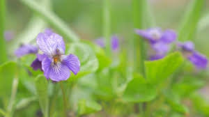Attēlu rezultāti vaicājumam “Viola odorata bud”