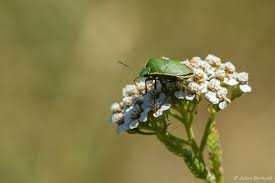 Attēlu rezultāti vaicājumam “Chlorochroa juniperina imago”