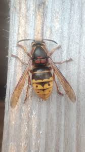 Attēlu rezultāti vaicājumam “Dolichovespula media”