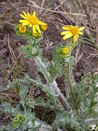Attēlu rezultāti vaicājumam “Senecio vernalis bud”