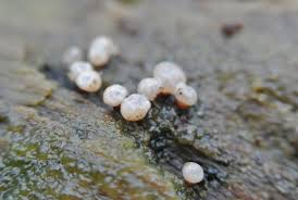 Attēlu rezultāti vaicājumam “Amaurochaete atra spores”