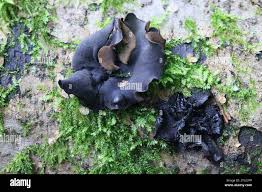 Attēlu rezultāti vaicājumam “Ionomidotis irregularis”