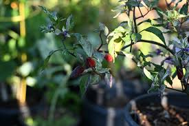 Afbeeldingsresultaat voor biker billy jalapeno hot pepper