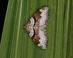 Attēlu rezultāti vaicājumam “Xanthorhoe designata”