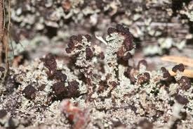 Attēlu rezultāti vaicājumam “Cladonia parasitica”