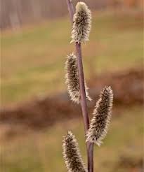 Attēlu rezultāti vaicājumam “Salix daphnoides subsp. acutifolia”