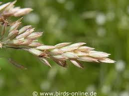 Attēlu rezultāti vaicājumam “Holcus lanatus  fruit”