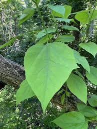 Attēlu rezultāti vaicājumam “Catalpa ovata fruit”