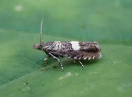 Attēlu rezultāti vaicājumam “Dichrorampha simpliciana”