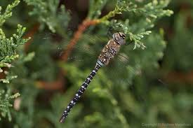 Attēlu rezultāti vaicājumam “Aeshna mixta male”