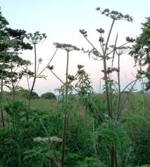 Image result for Heracleum sphondylium