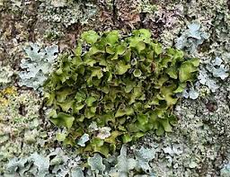 Attēlu rezultāti vaicājumam “Pleurosticta acetabulum”