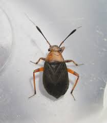 Attēlu rezultāti vaicājumam “Capsus ater”