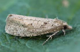 Attēlu rezultāti vaicājumam “Epiblema grandaevana”