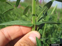 Attēlu rezultāti vaicājumam “Lythrum salicaria leaf”