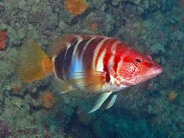 Image result for Serranus atricauda