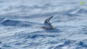 Attēlu rezultāti vaicājumam “Phalaropus fulicarius”