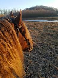 Image result for chestnut friesian