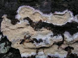 Attēlu rezultāti vaicājumam “Phlebia centrifuga”