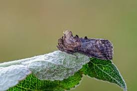 Attēlu rezultāti vaicājumam “Abrostola tripartita”