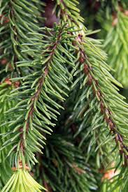 Attēlu rezultāti vaicājumam “Picea abies leaf”