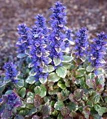Image result for Ajuga reptans