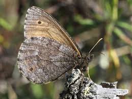 Attēlu rezultāti vaicājumam “Oeneis jutta”