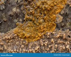 Attēlu rezultāti vaicājumam “Badhamia juliae”