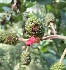 Attēlu rezultāti vaicājumam “Trichia contorta young”