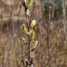 Attēlu rezultāti vaicājumam “Salix x doniana flower”