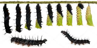 Attēlu rezultāti vaicājumam “Inachis io”